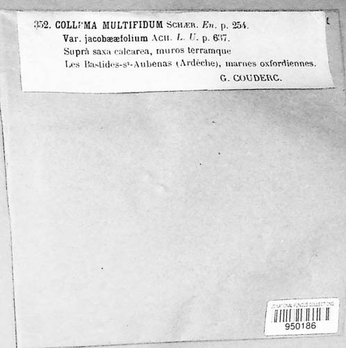 Collema marginale image